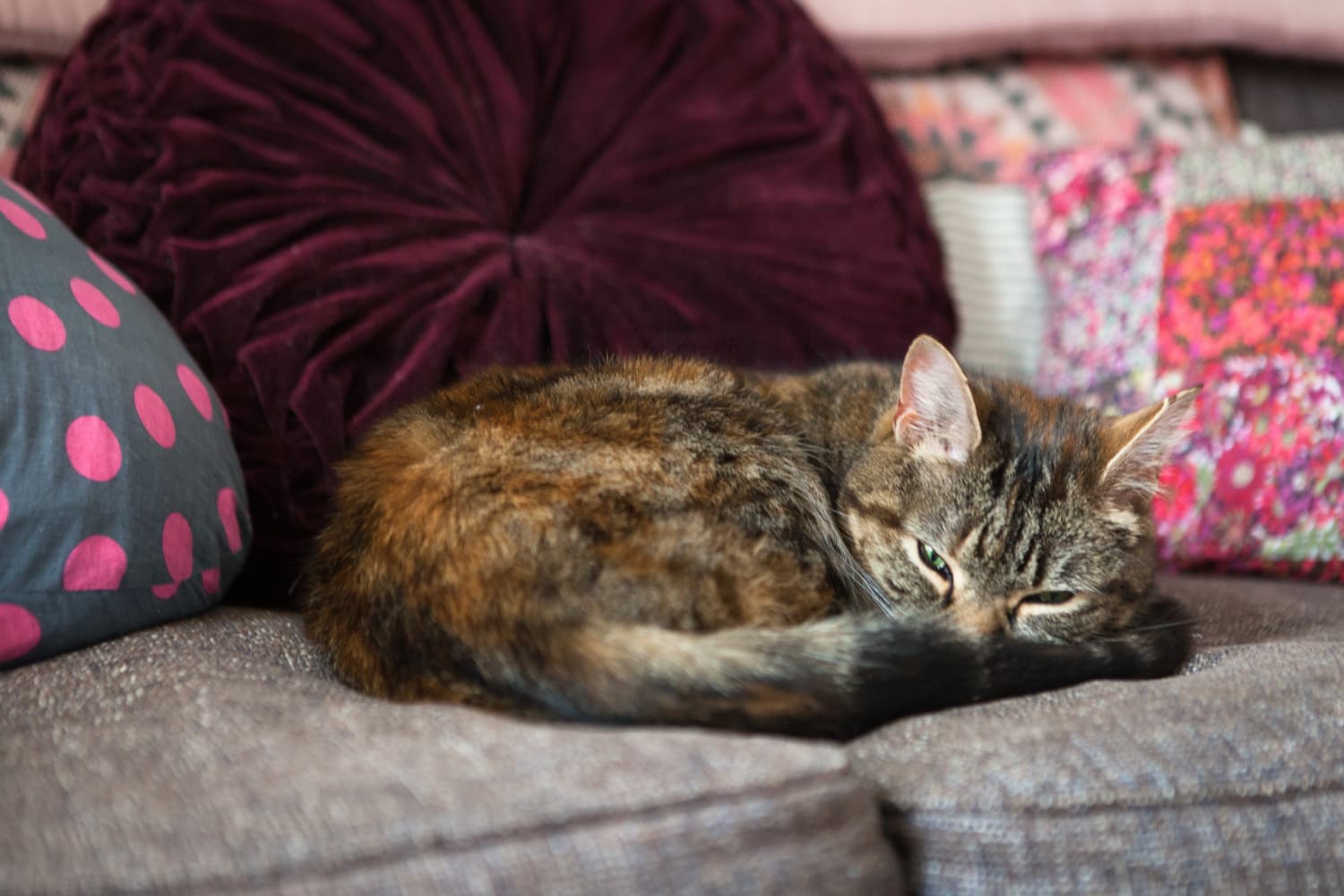 Tuft and Paw Really Great Cat Litter Review Low Tracking Flushable Litter Apartment Therapy